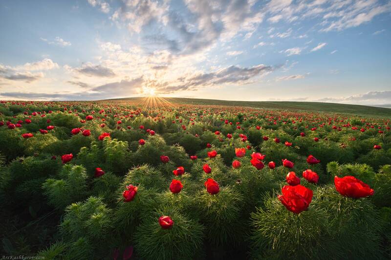 Цветущие пионы в степи фото превью