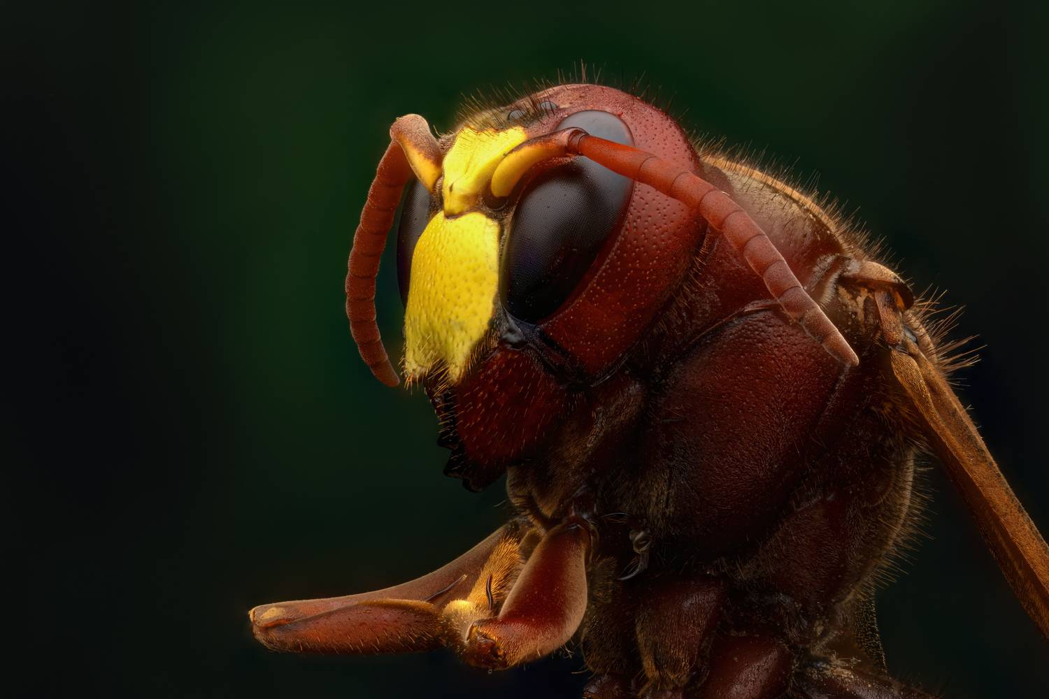 , Фруман Евгений