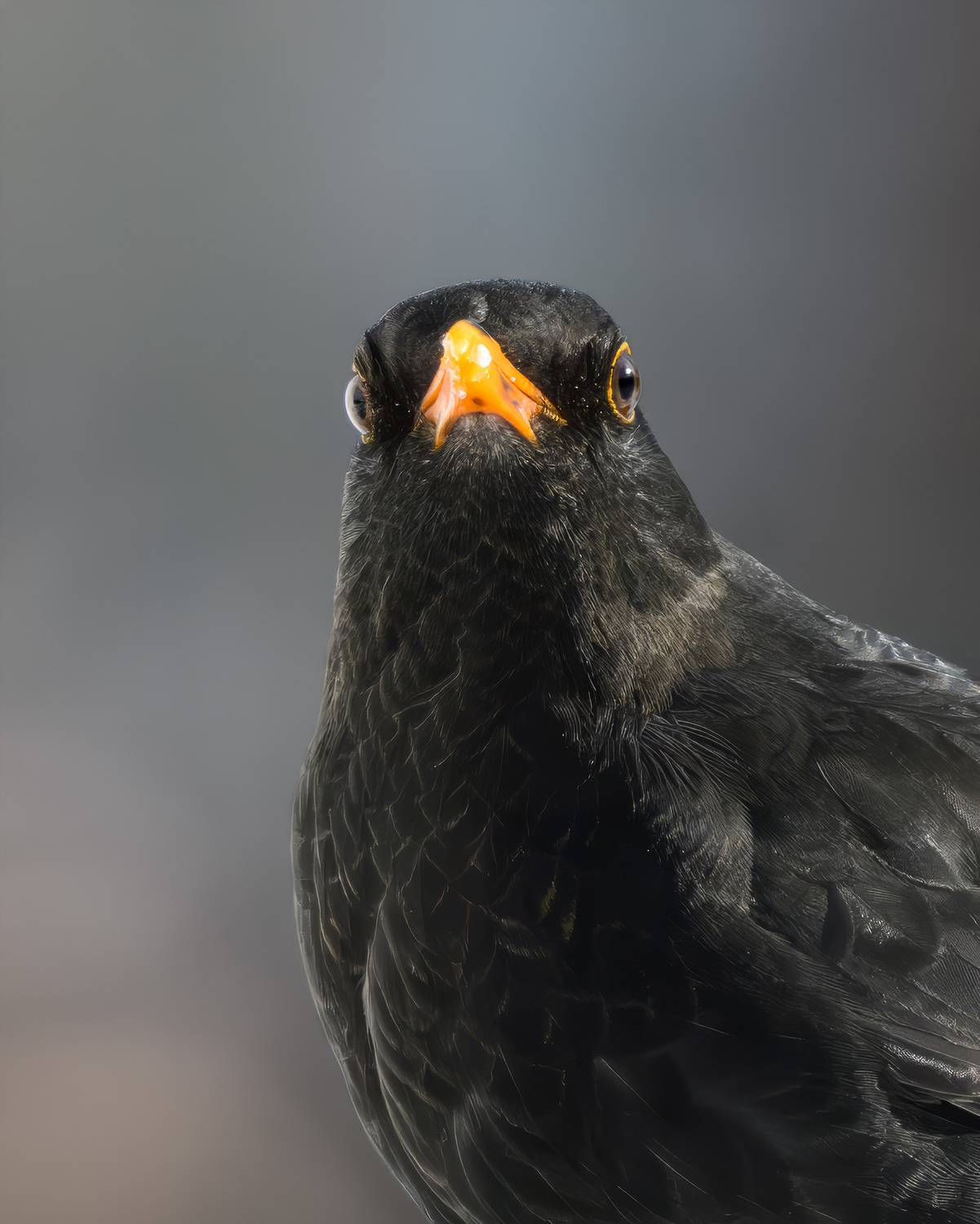 дрозд, черный дрозд, птицы, Михаил Ездаков