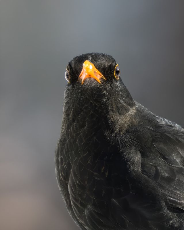 дрозд, черный дрозд, птицы Портрет черного дрозда фото превью