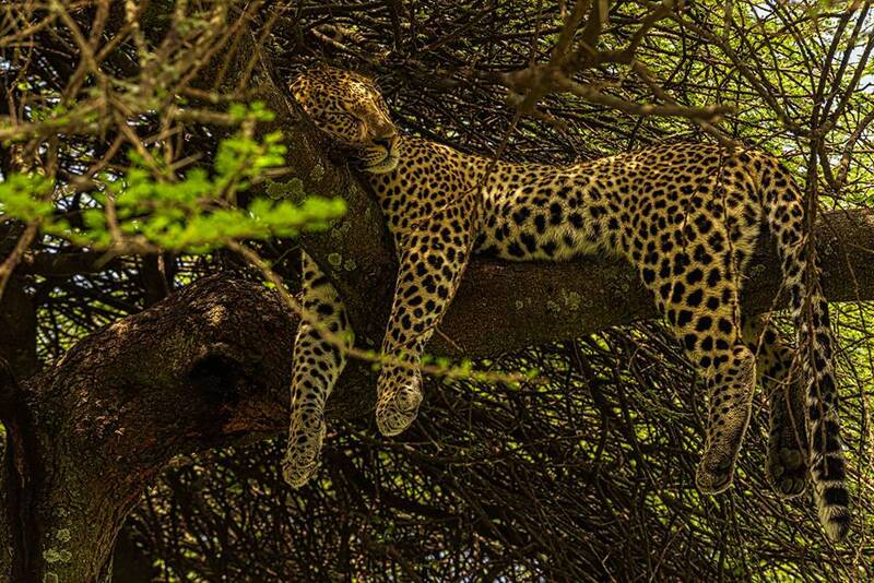 Сиеста фото превью