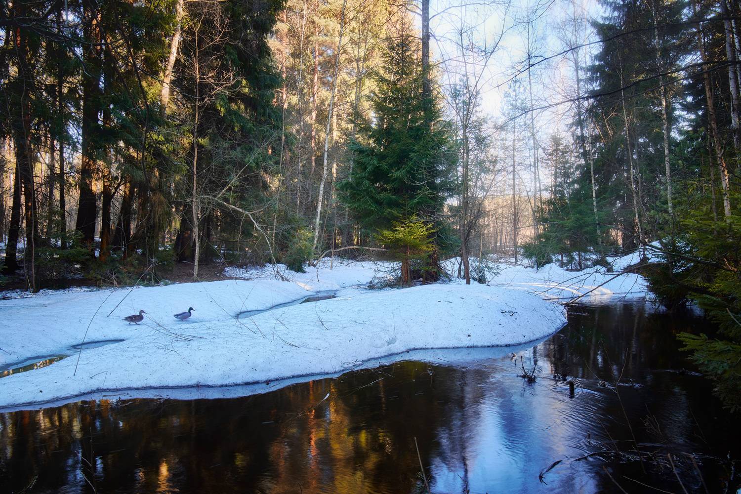 лес, ручей, Валерий Вождаев