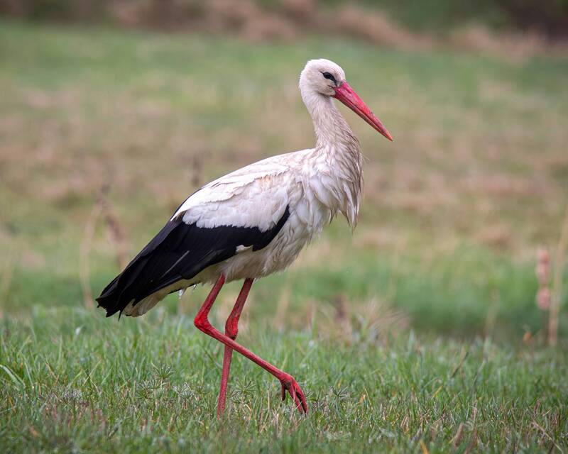 белый аист, аист, ciconia ciconia, white stork, stork Аист весенний фото превью