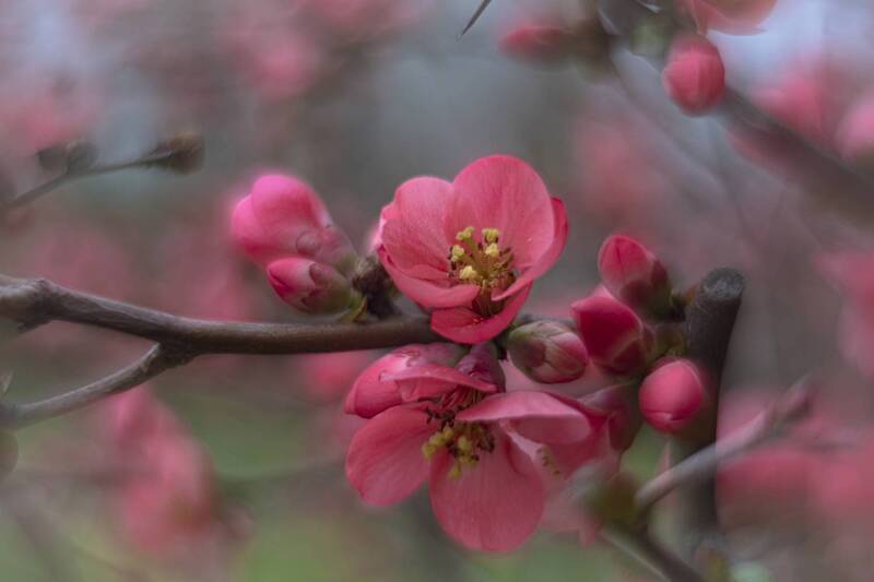 Весенняя пора фото превью
