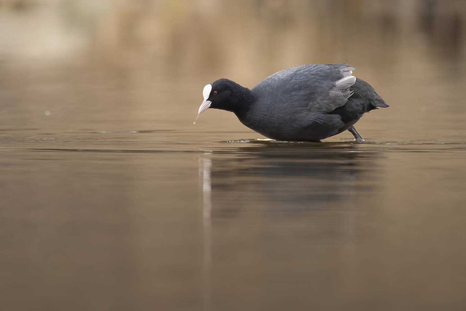 Nikon200-500, Максим Вышарь