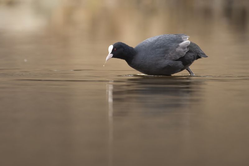 Nikon200-500  фото превью