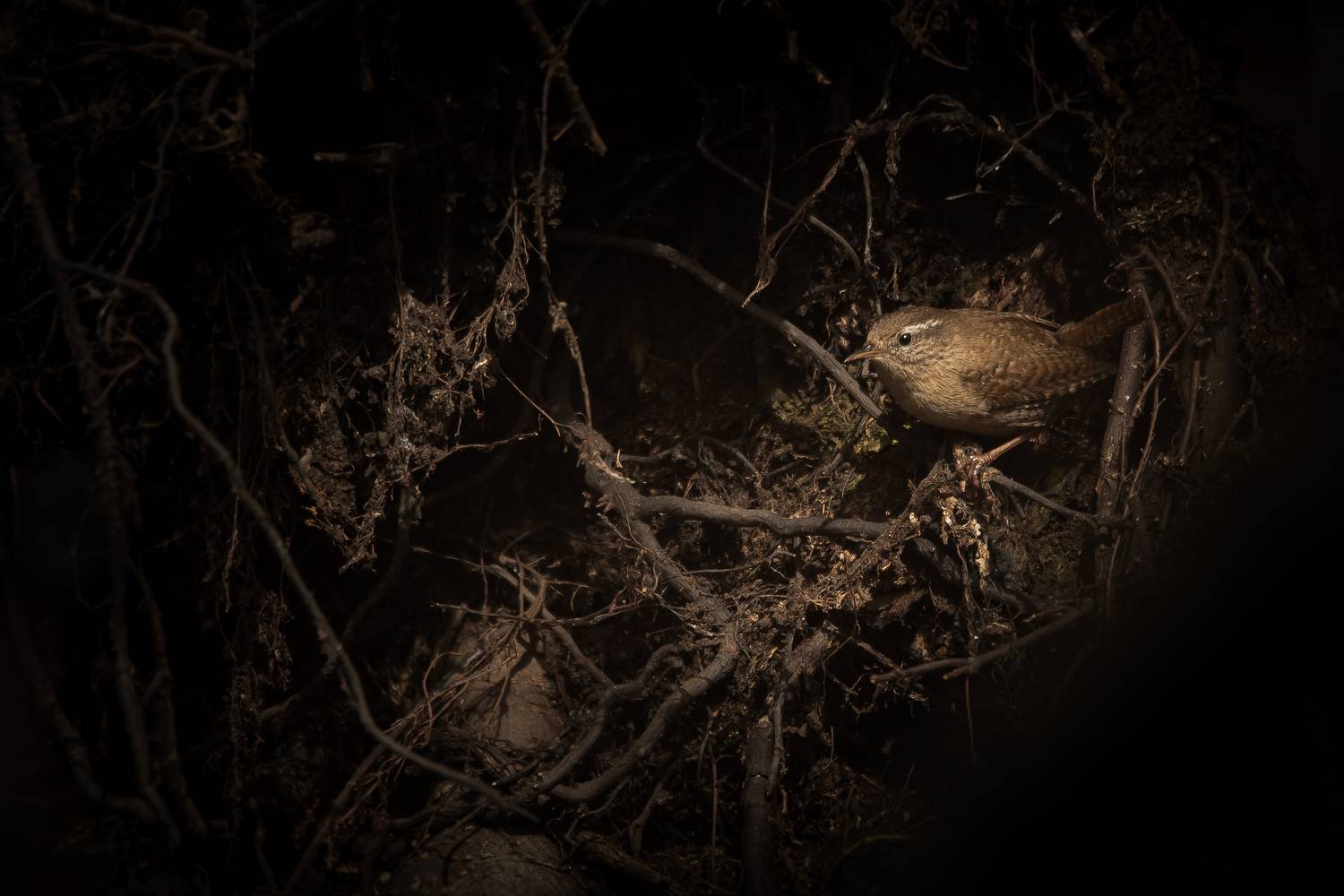 крапивник, Соварцева Ксения