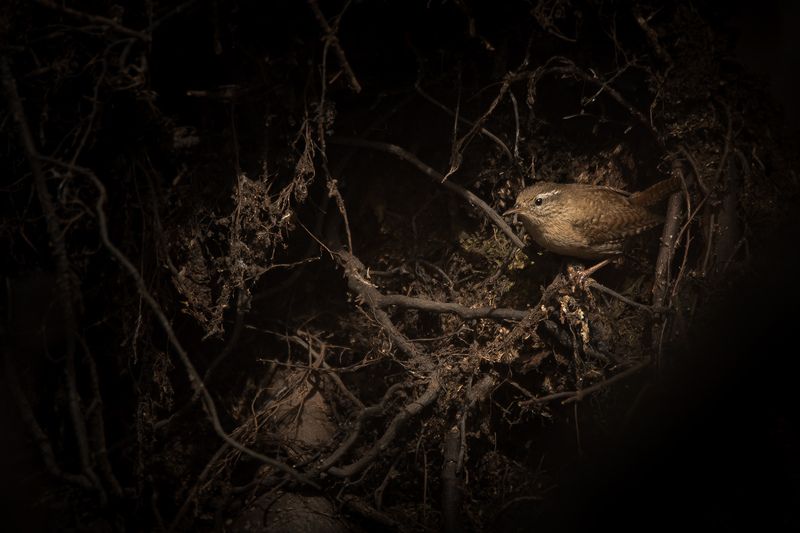 крапивник Троглодит фото превью