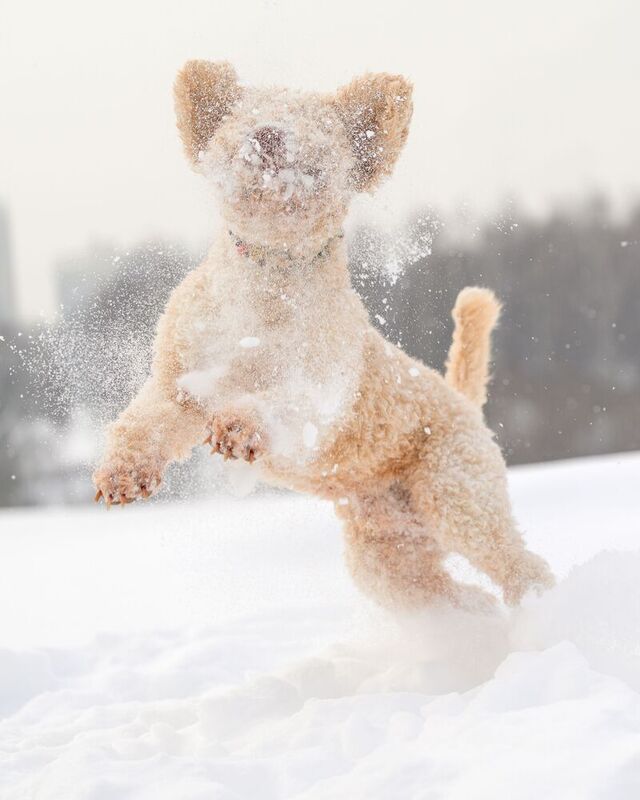 Benji фото превью