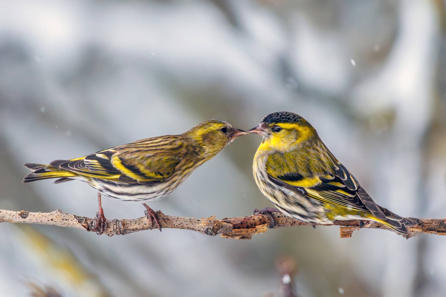, Алексей Волков
