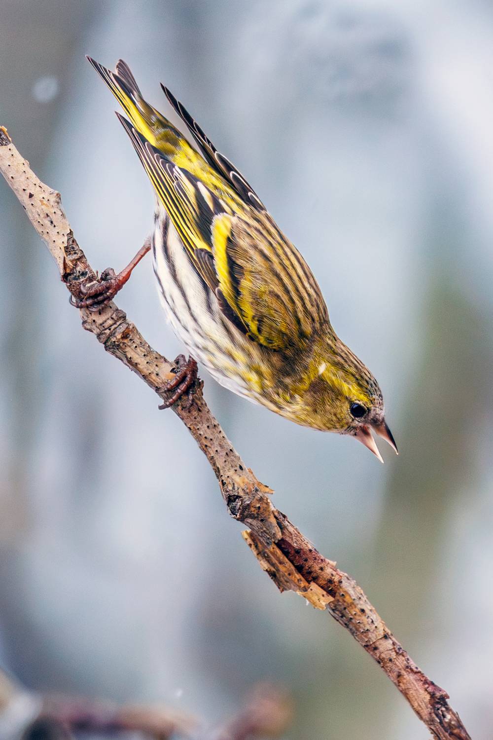 , Алексей Волков