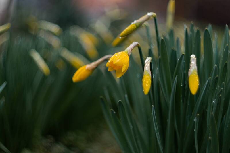 весна, март, природа, цветы, нарциссы, красота, атмосфера, пробуждение, жизнь, цветение, бутоны, капли, дождь, нежность, желтое, боке, крымская_весна, керченская_природа, мануальная_оптика, винтажный_объектив, mc_helios_77m_4, фотографирую_весну, фотограф Пробуждение юных нарциссов. фото превью