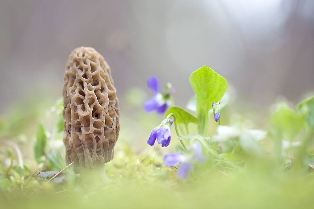 , Наталья Ова