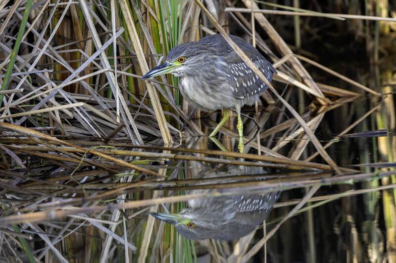 Кваква. фото превью