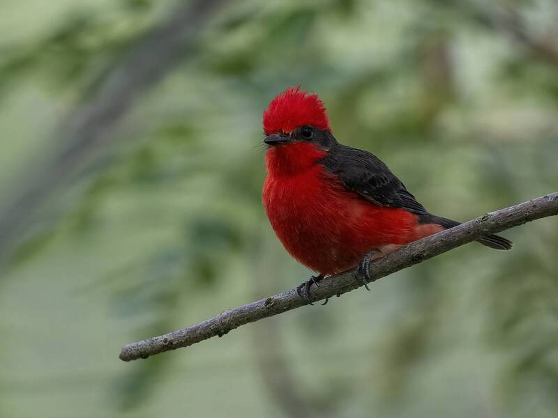 Vermilion Flycatcher фото превью