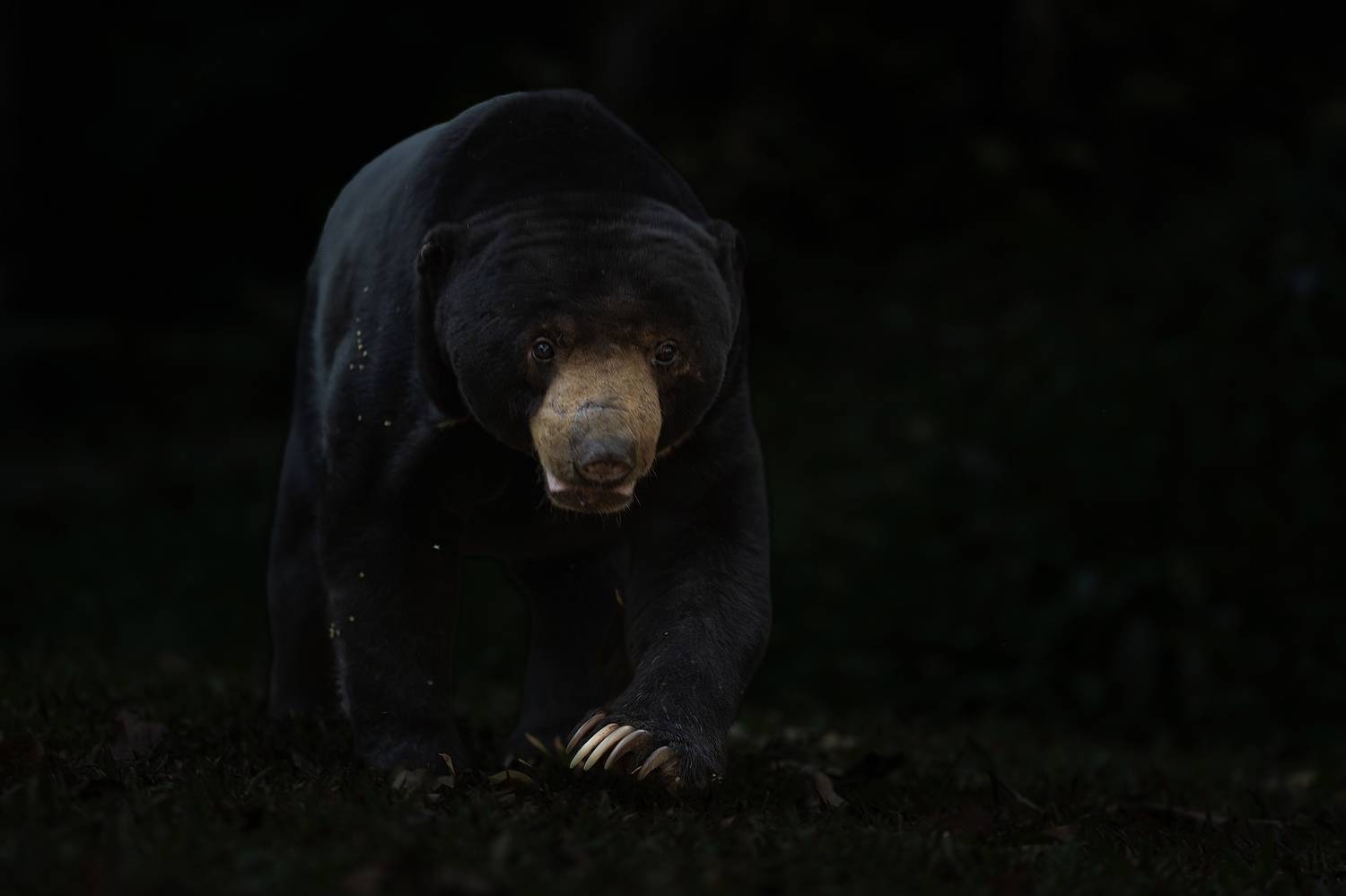 , Владимир Цветов