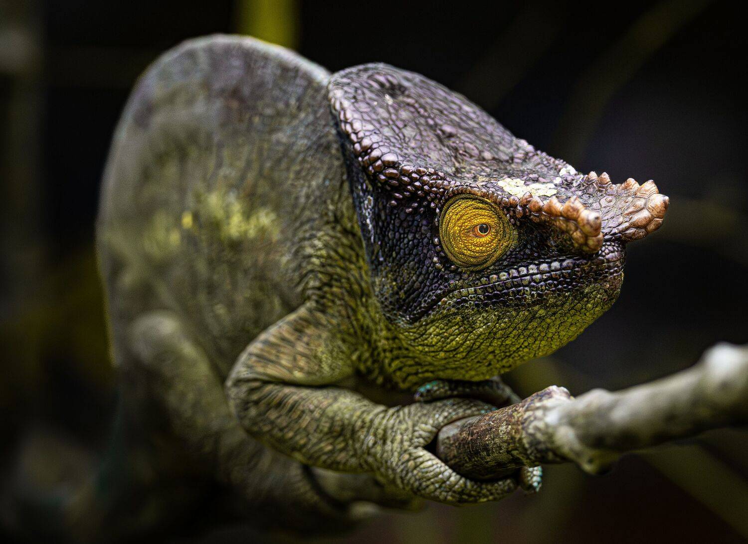 Хамелеон, Мадагаскар, Сулоев Алексей