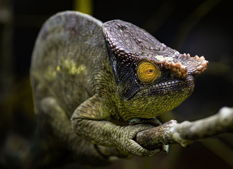 Панорамный взгляд хамелеона фото превью