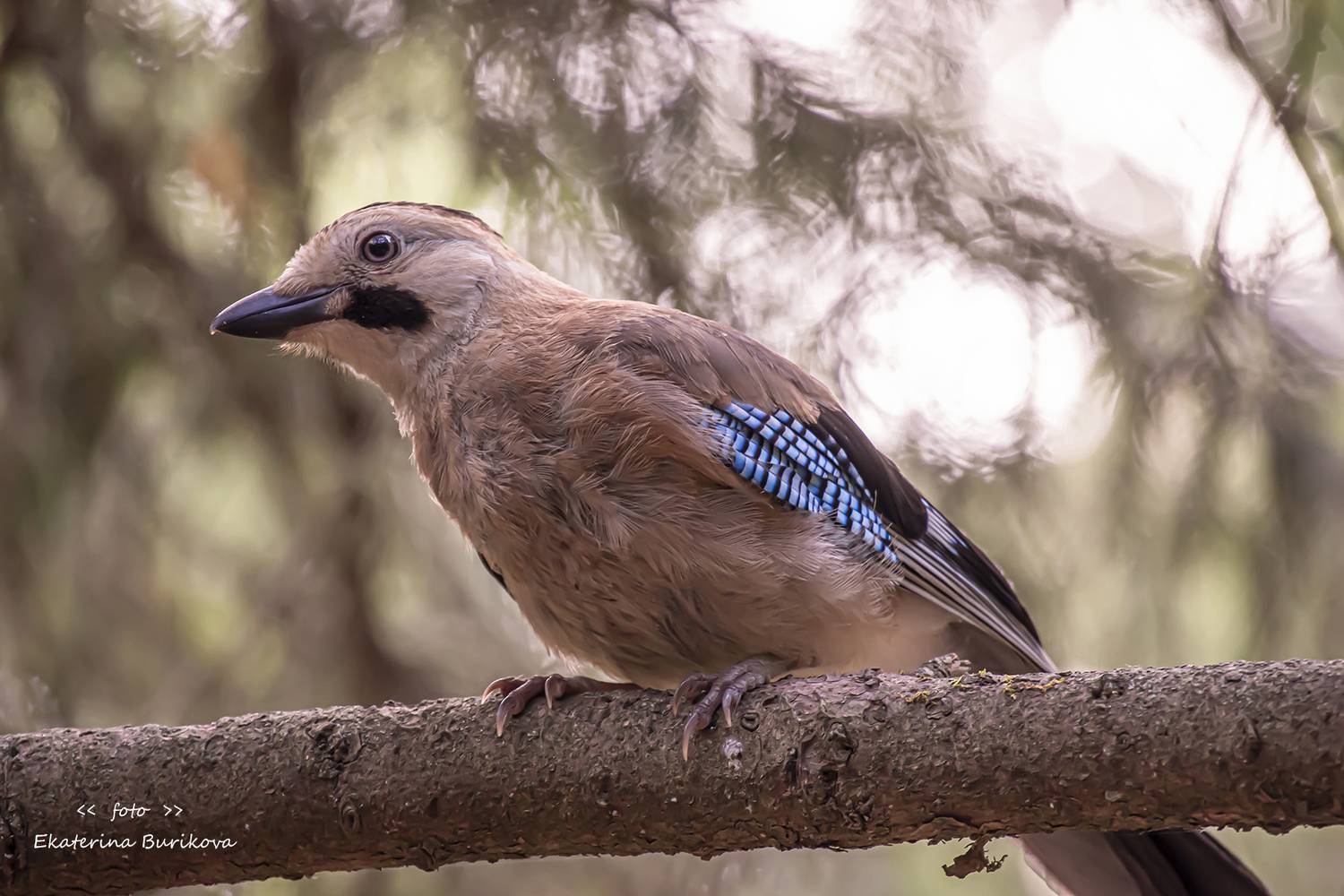 , Бурикова Екатерина