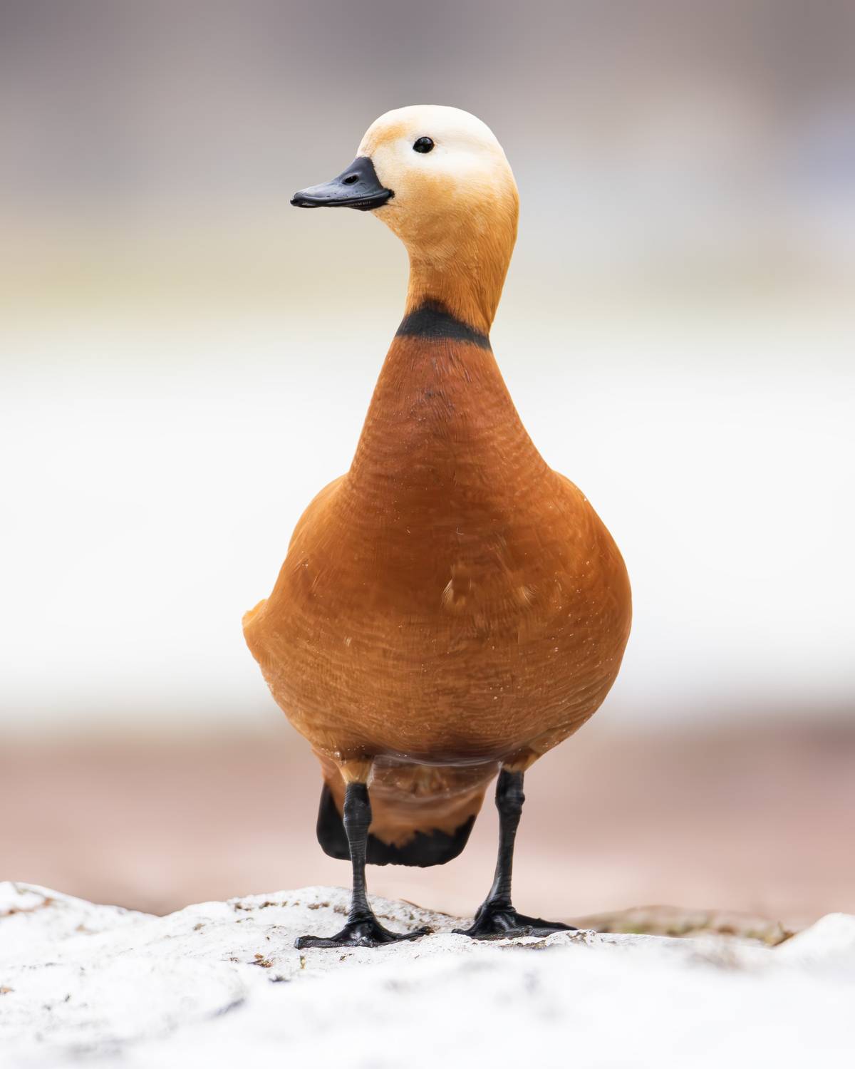 огарь, утка, утки, птицы, фотоохота, природа, дикая природа, парк царицыно, весна, царицыно, орнитология, Жгилёв Сергей