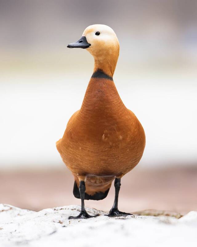 огарь, утка, утки, птицы, фотоохота, природа, дикая природа, парк царицыно, весна, царицыно, орнитология Огарь. фото превью