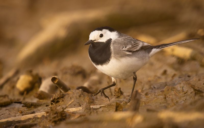 Wagtail фото превью