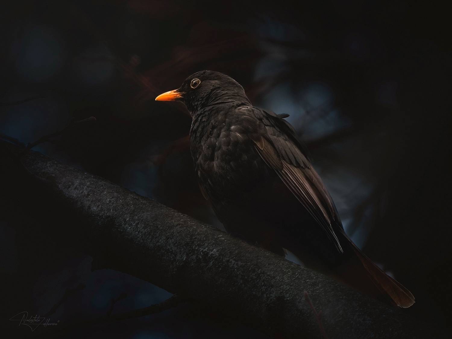 птицы, самец черного дрозда, весна2026, Nadezhda Zakharova