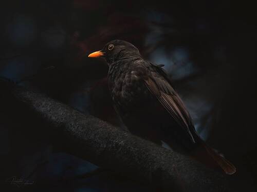 Черный дрозд