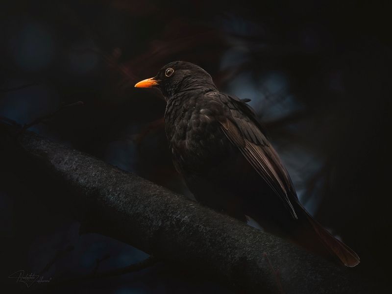 Черный дрозд фото превью