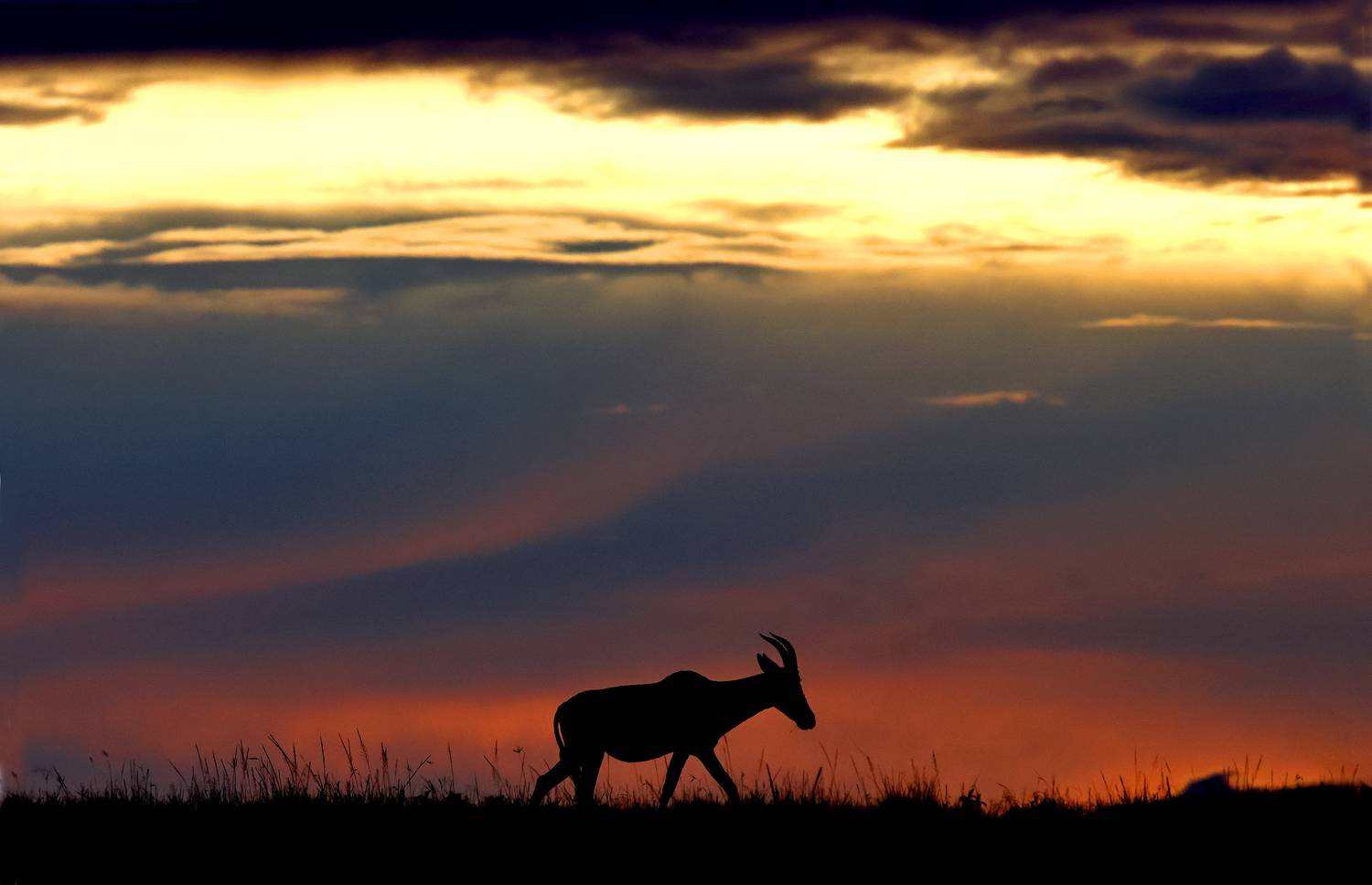 , Гудков Андрей