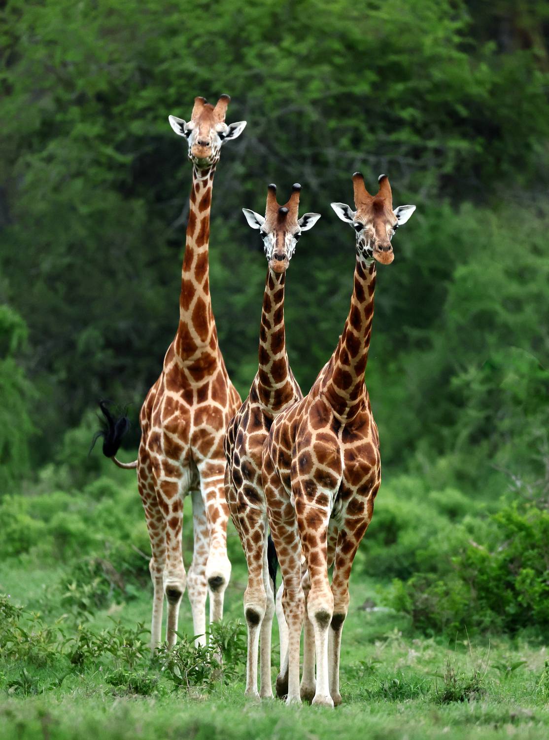 , Гудков Андрей