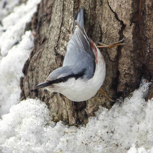 Обыкновенный поползень (Sitta europaea)