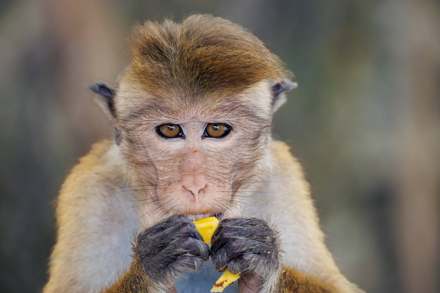 , ssmirs Сергей