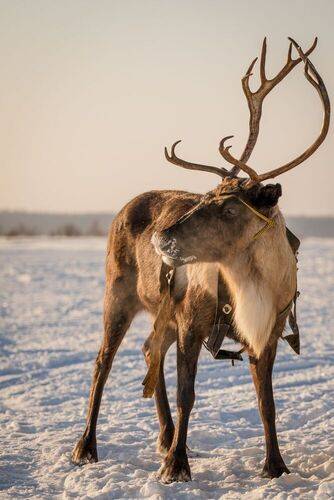 Красавец - северный олень