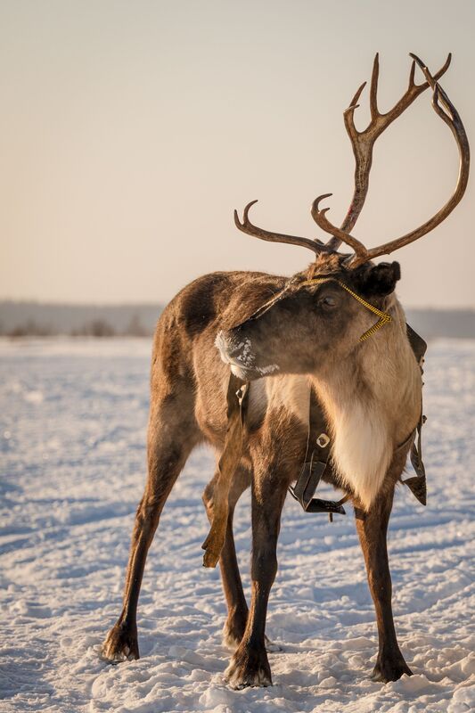Красавец - северный олень фото превью
