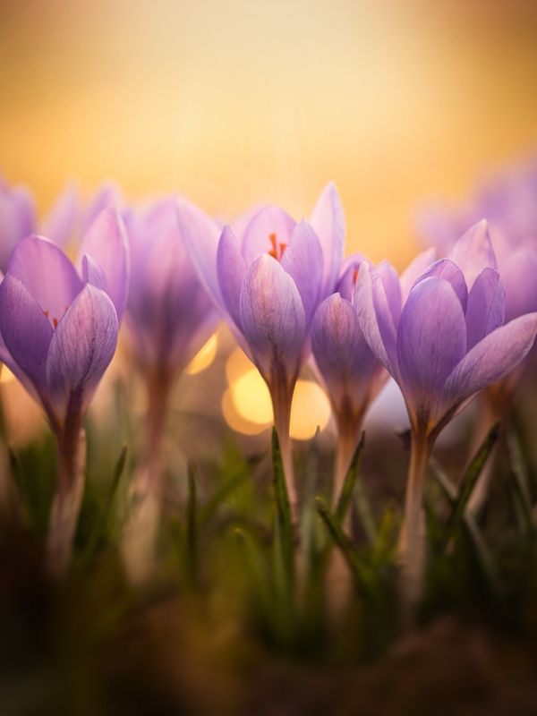 Очарование весны фото превью