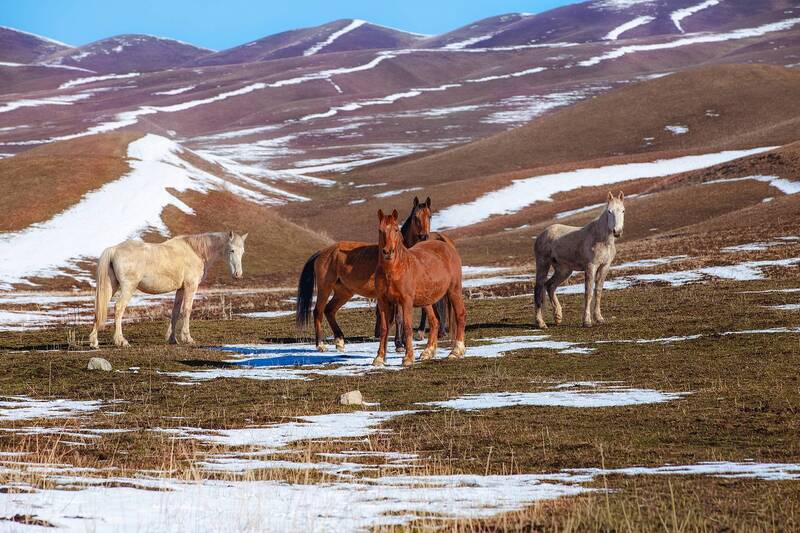кыргызстан Картина маслом фото превью