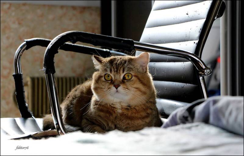 кот, мурзик, кресло, животные Любимое кресло фото превью