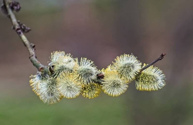 *** фото превью
