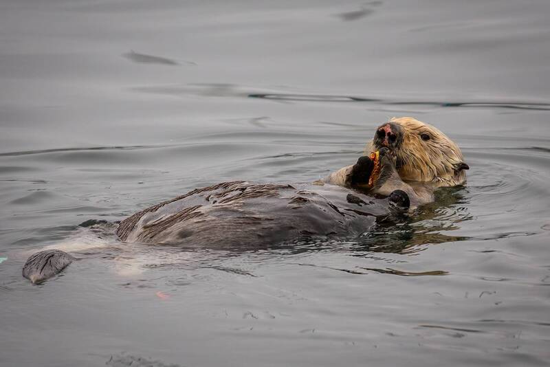 califirnia, monterey  фото превью