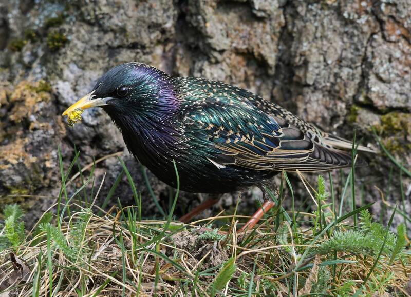 Скворец фото превью