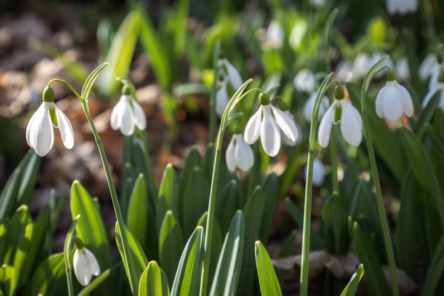 Крым, Гусева Елена