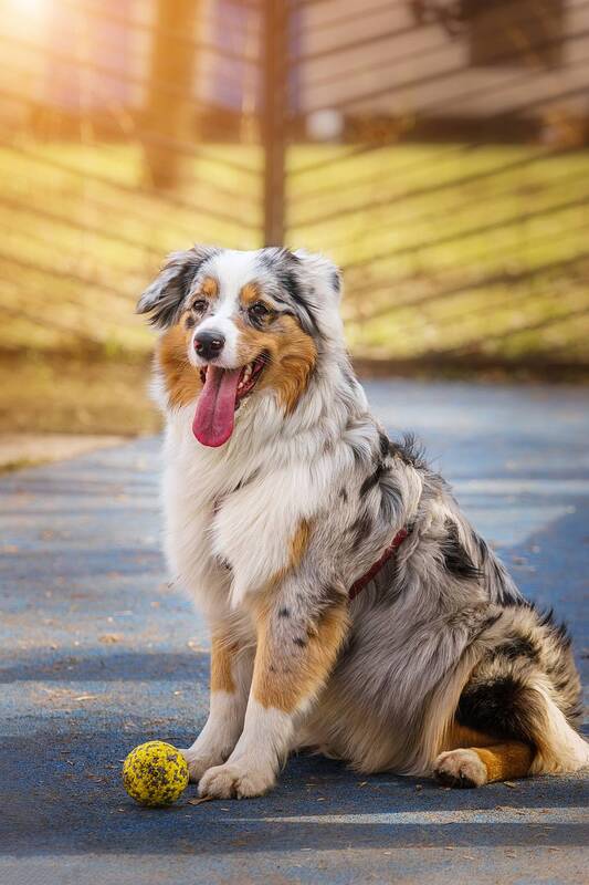 Австралийская овчарка фото превью