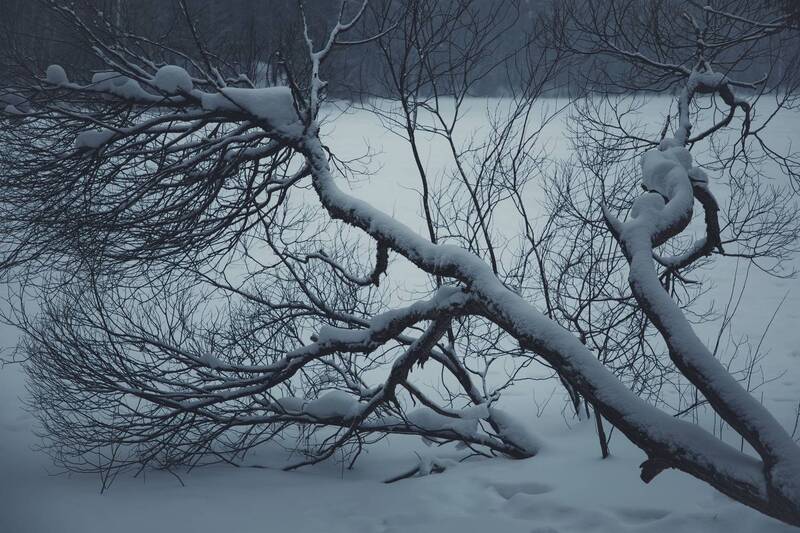 зима, холод, ветви, дерево, деревья, снег февраль фото превью