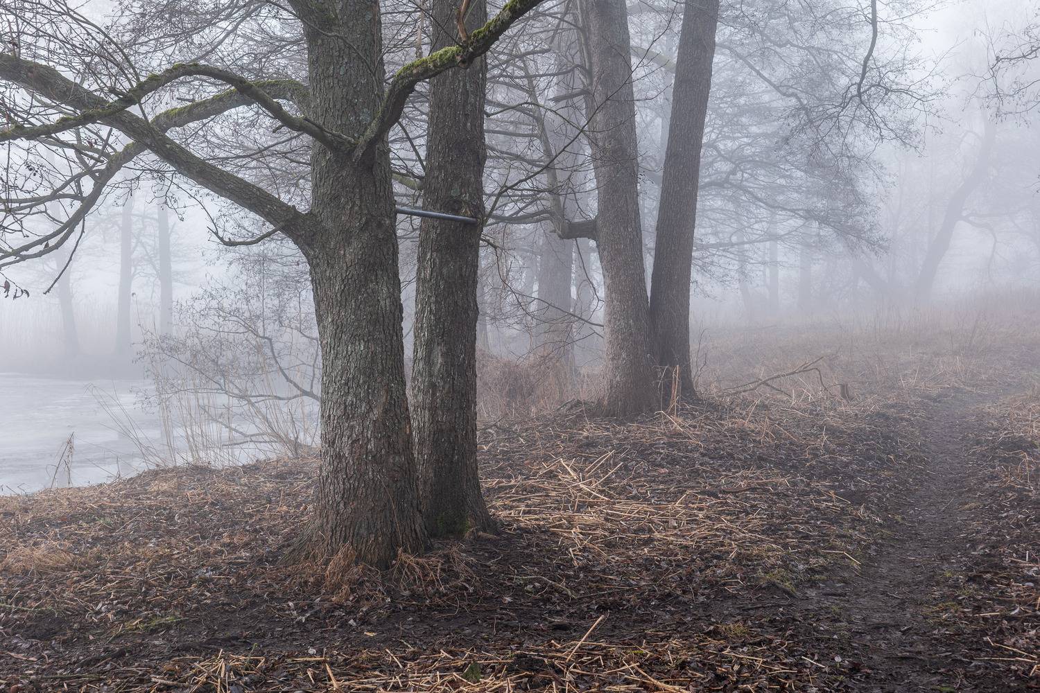 , Гордон Николай