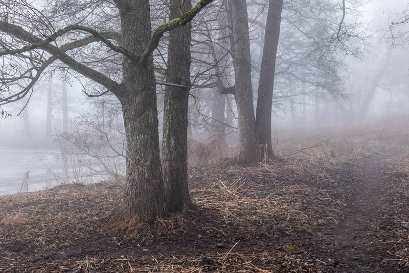 Туманное утро фото превью