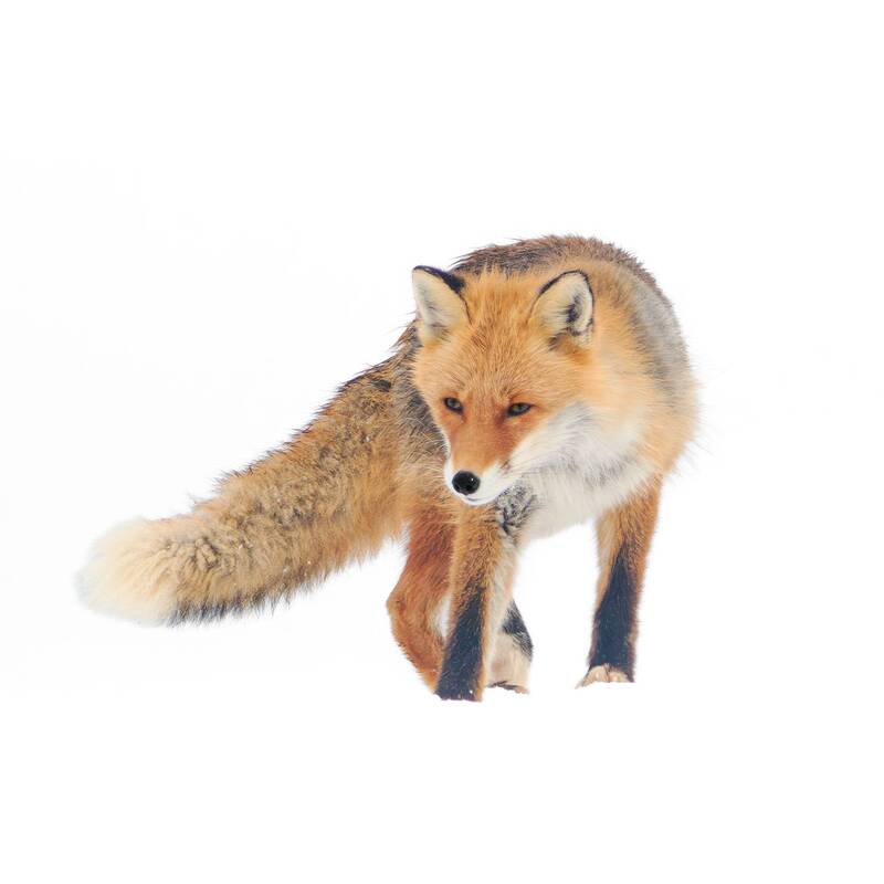 Просто Лис фото превью