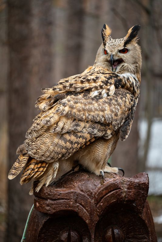 Хищные птицы питомника Холзан фото превью