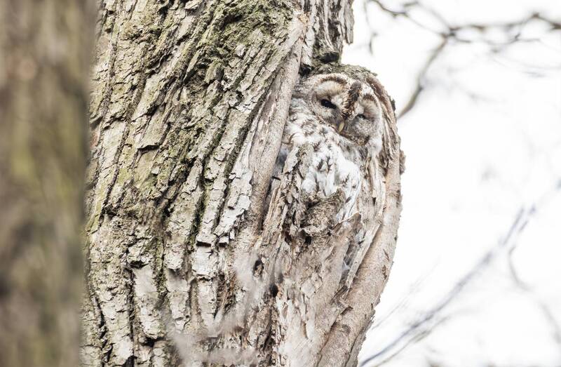 сова, серая неясыть, весна, царицыно, фотоохота, птицы россии, птицы москвы, парк царицыно, орнитология Соня-совушка. фото превью