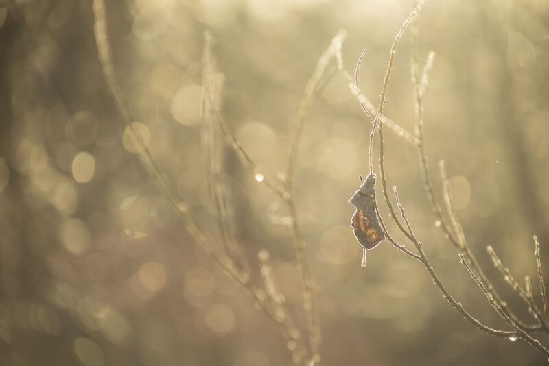 lapa, dzeltens, saule, gaisma Lapa saullēktā фото превью